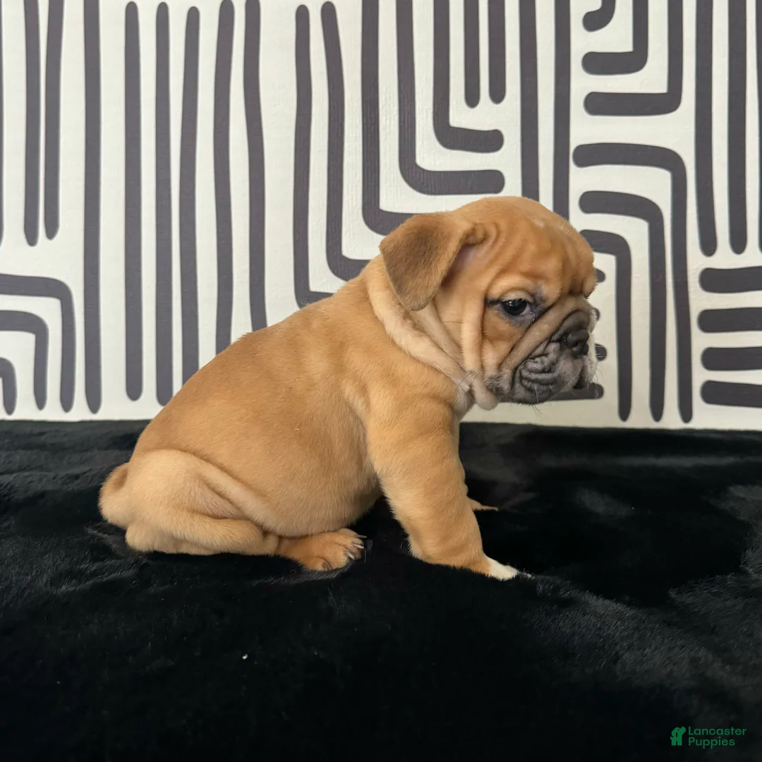 English Bulldog dogs for sale: Nugget - Ad 7