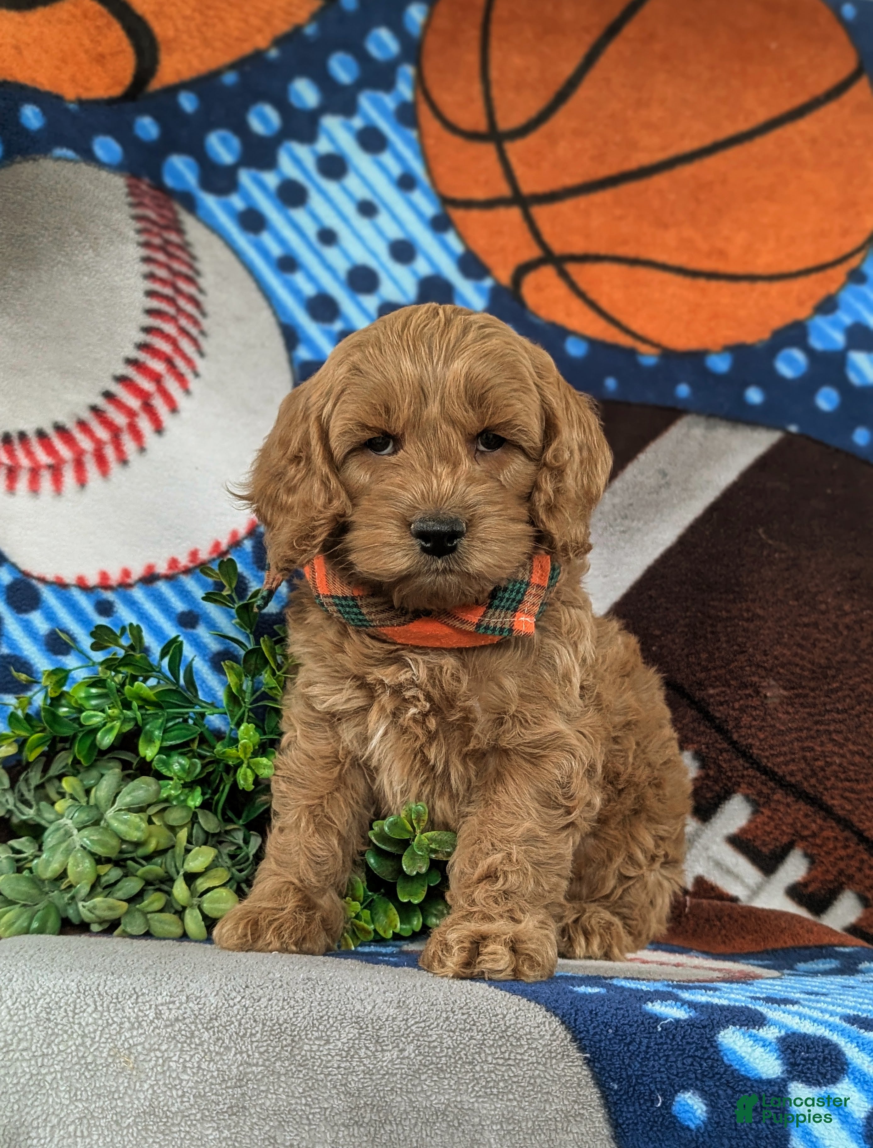 Cockapoo dogs for sale: Link - Ad 2