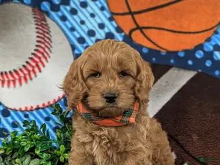 Cockapoo dogs for sale: Link - Ad 2