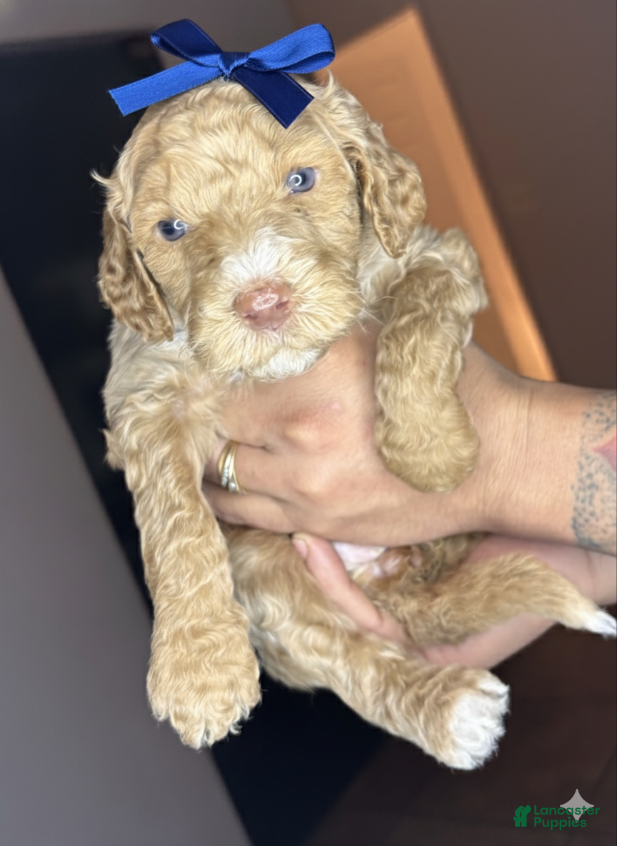 Goldendoodle dogs Goldendoodle Puppy 4 - Ad 1