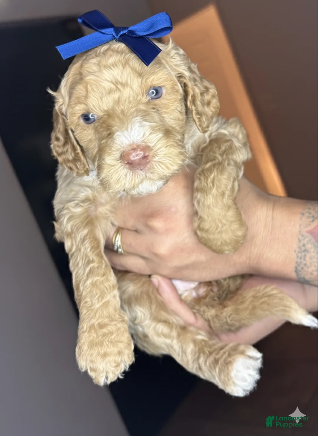 Goldendoodle dogs for sale: Goldendoodle Puppy 4 - Ad 1
