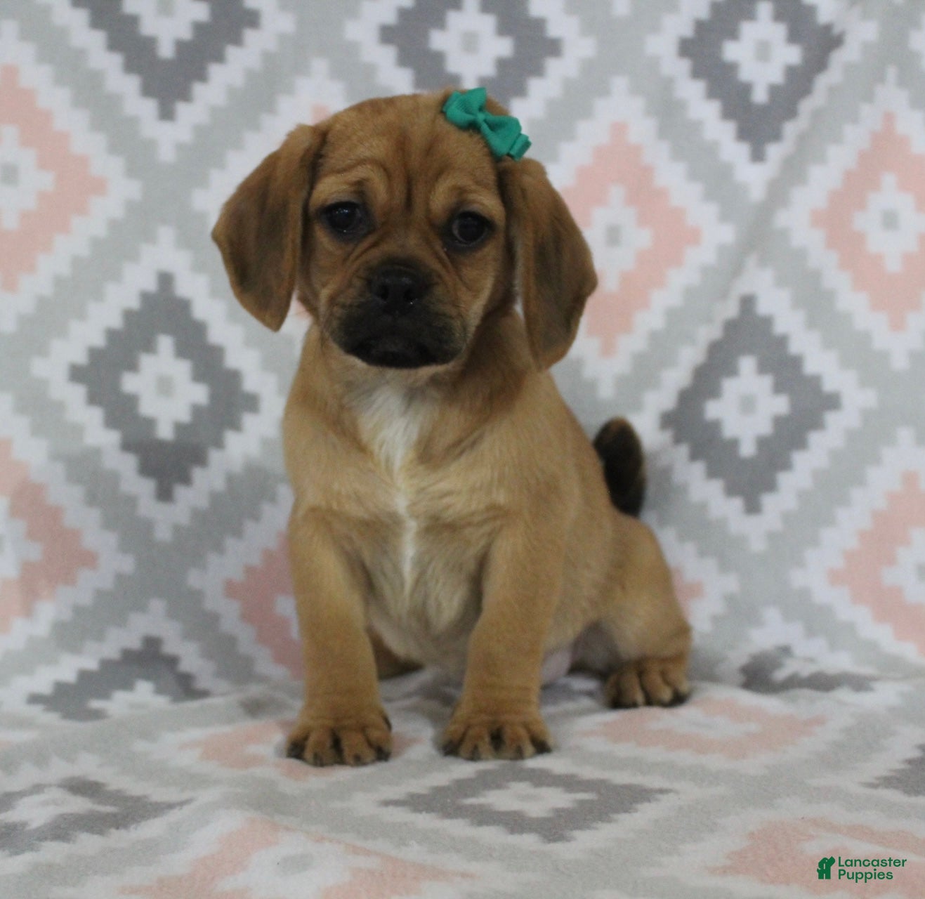 Puggle dogs Peanut - Ad 1