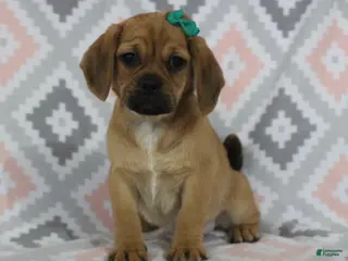 Puggle dogs for sale: Peanut - Ad 1