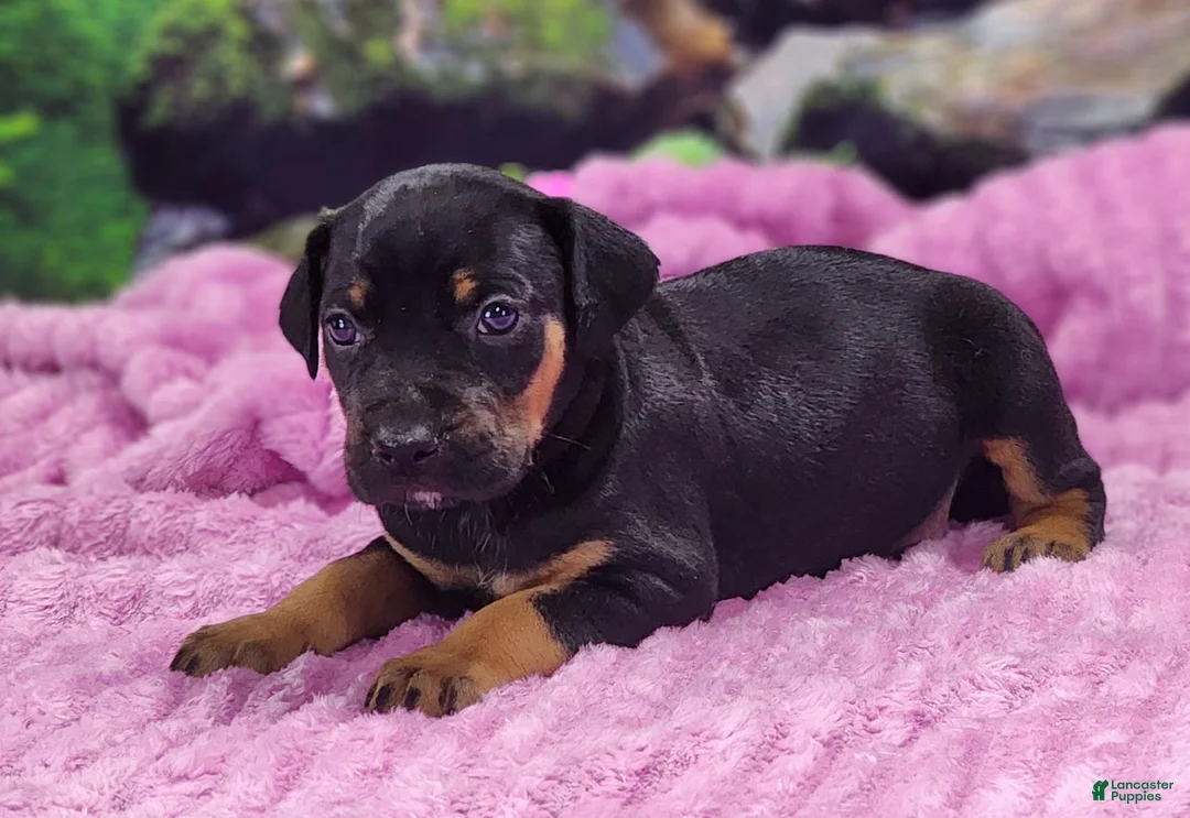 Catahoula Leopard Dog dogs for sale: Luna 2025 Female 4 - Ad 4