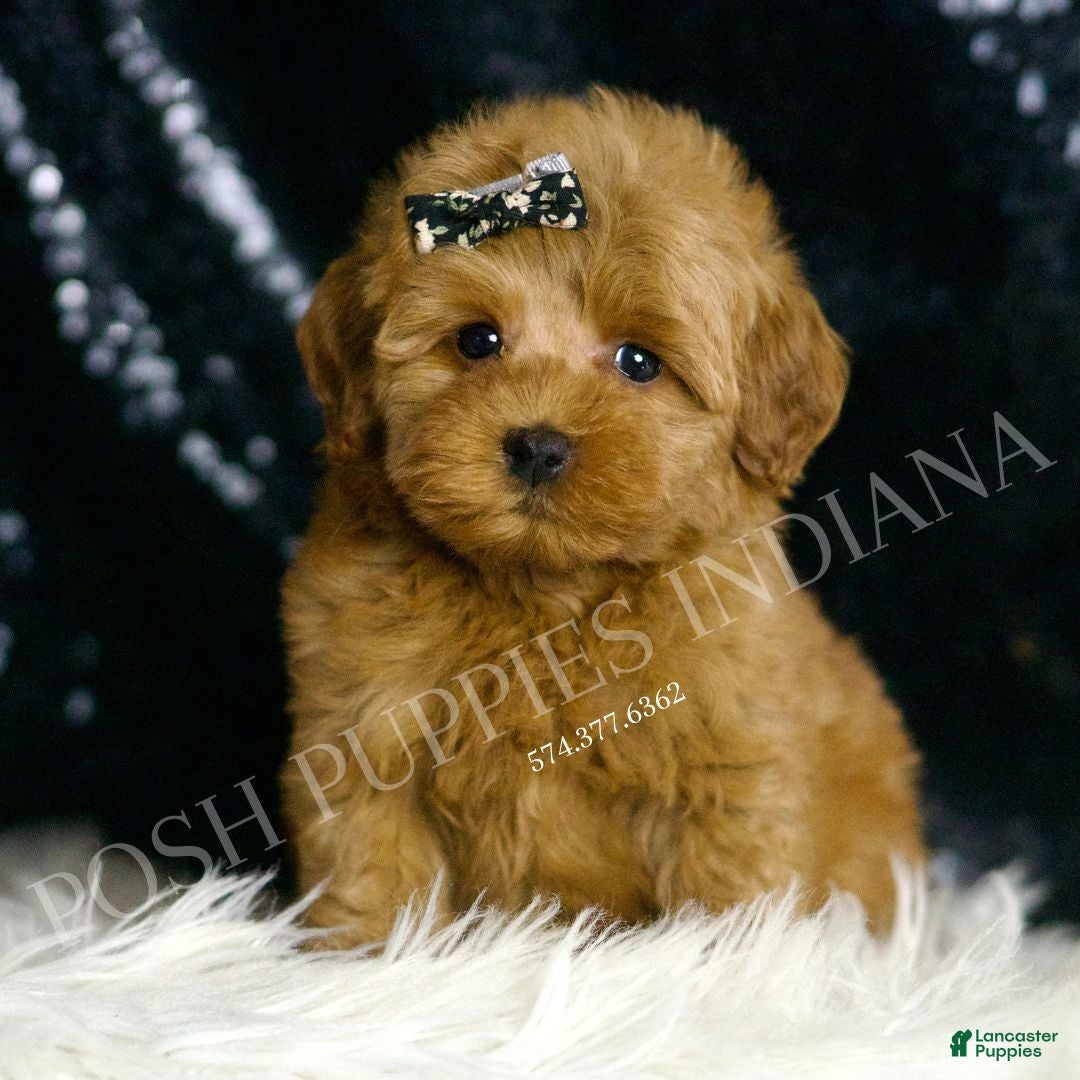 Mini Goldendoodle dogs for sale: Melinda F1BB  - Ad 5