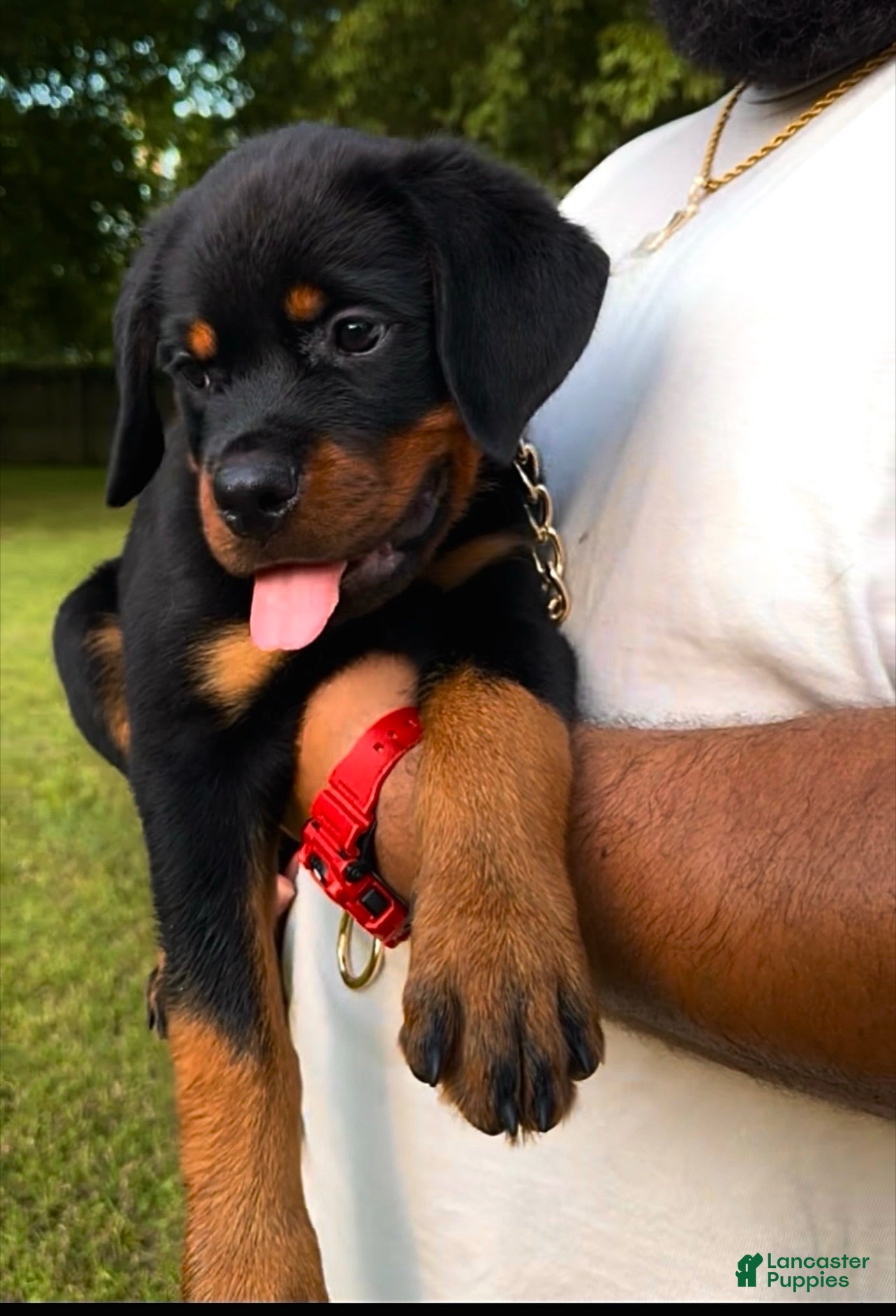 Rottweiler dogs Red Collar Male - Ad 9