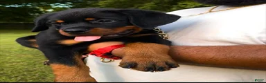 Red Collar Male