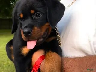 Rottweiler dogs Red Collar Male - Ad 5