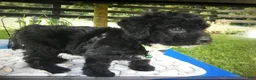 Mini Aussiedoodle dogs for sale: Mini Aussiedoodle 3 Dalane - Ad 2