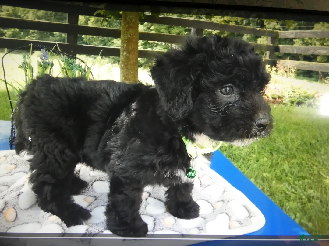Mini Aussiedoodle dogs for sale: Mini Aussiedoodle 3 Dalane - Ad 2