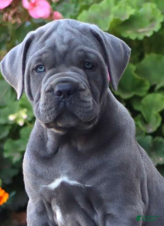 Cane Corso dogs Mr Bill - Ad 1