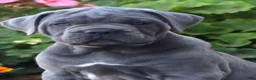 Cane Corso dogs for sale: Mr Bill - Ad 1