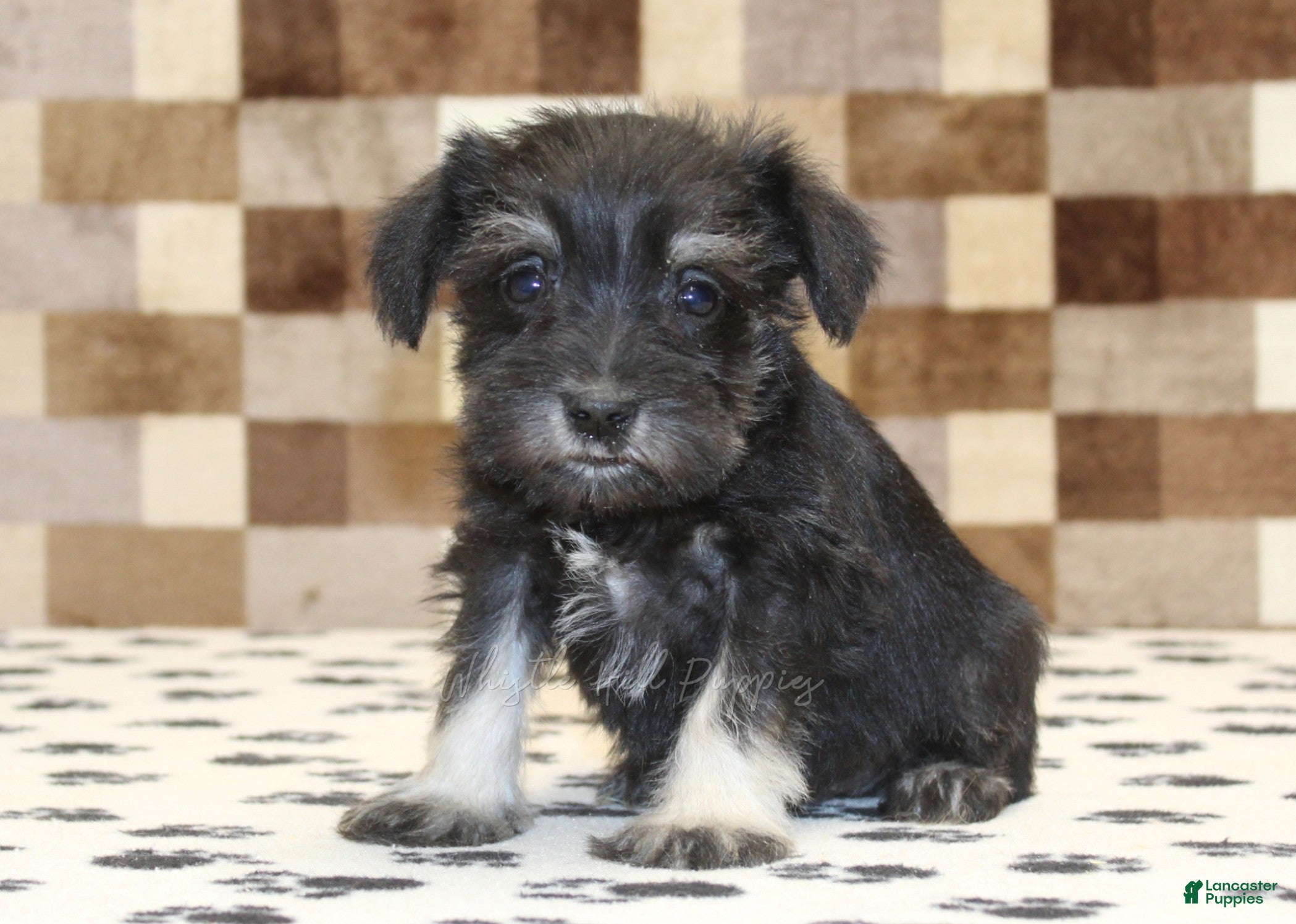 Miniature Schnauzer dogs Piper - Ad 1
