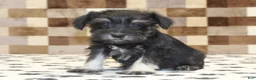 Miniature Schnauzer dogs for sale: Piper - Ad 1