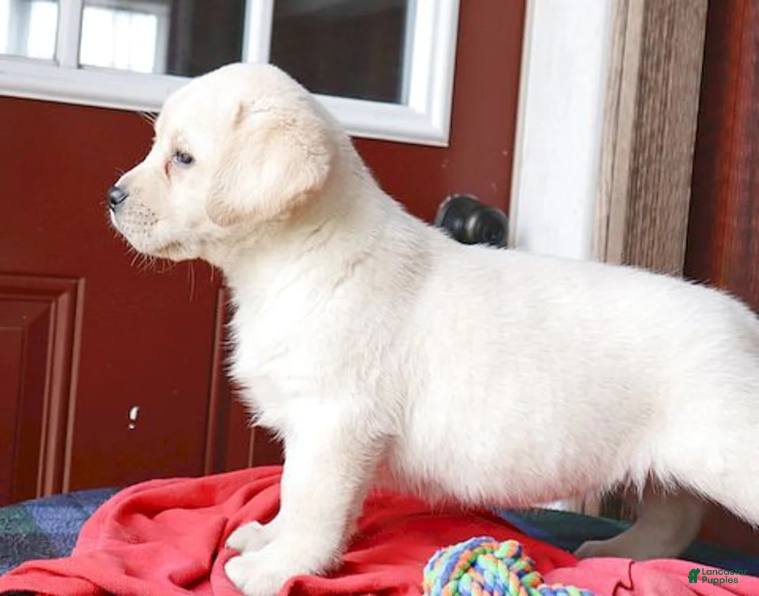 Labrador Retriever dogs for sale: Kinsley - Champ line - Ad 14