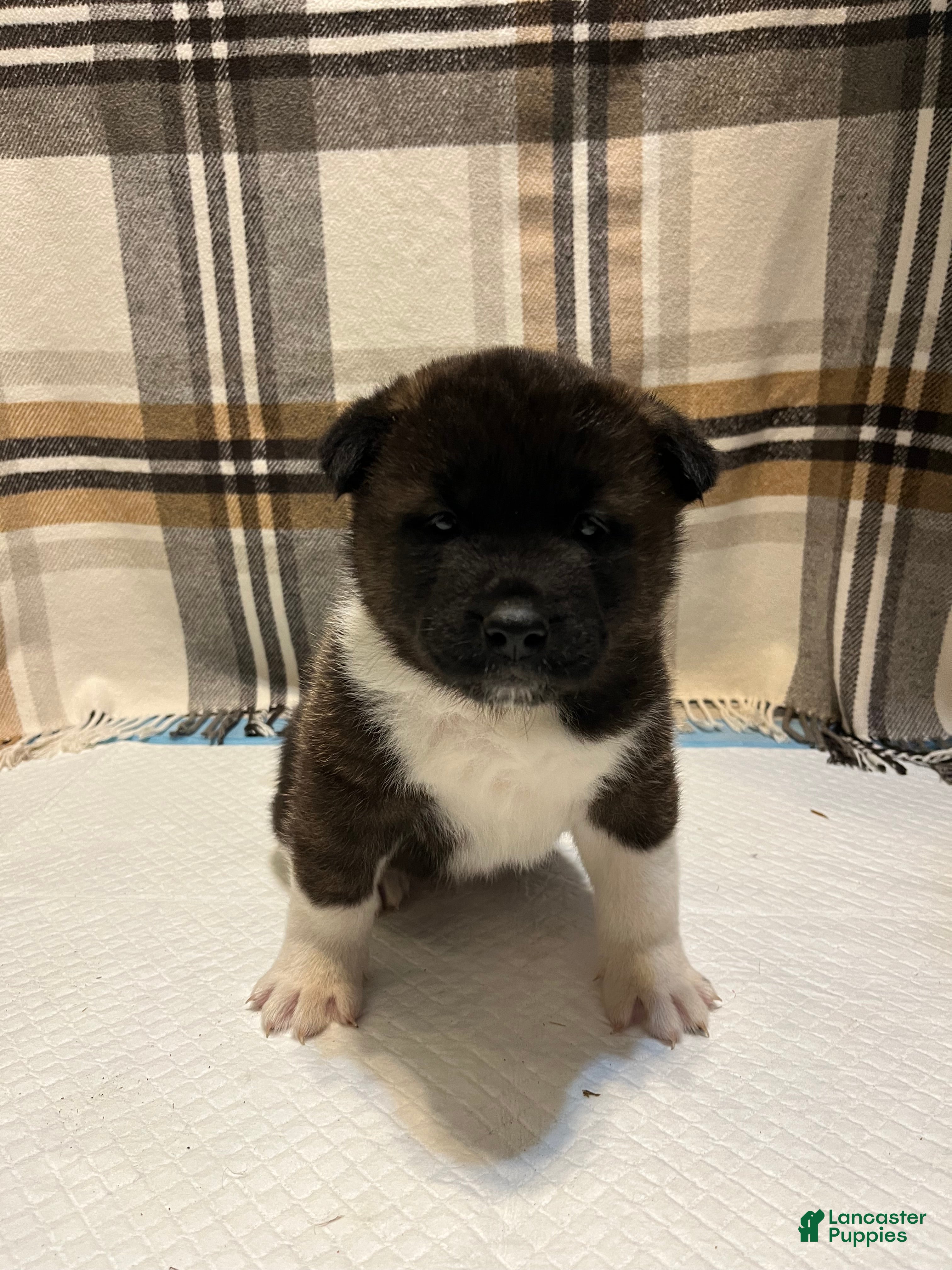Akita dogs Lilla - Ad 2