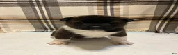 Akita dogs for sale: Lilla - Ad 2