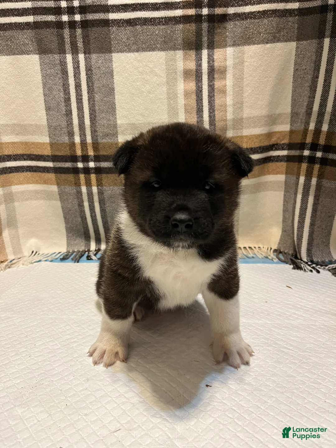 Akita dogs for sale: Lilla - Ad 2