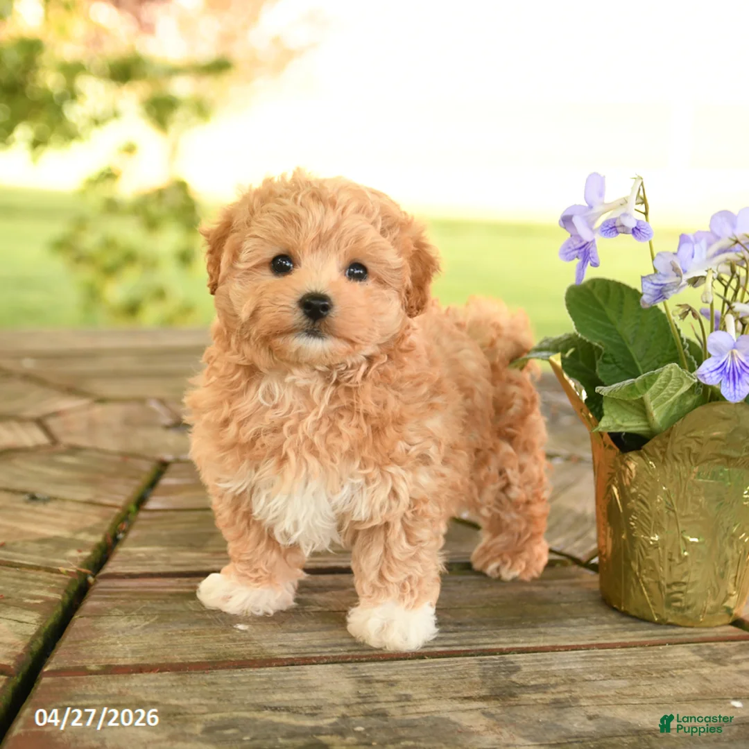 Maltipoo dogs for sale: Rusty - Ad 2