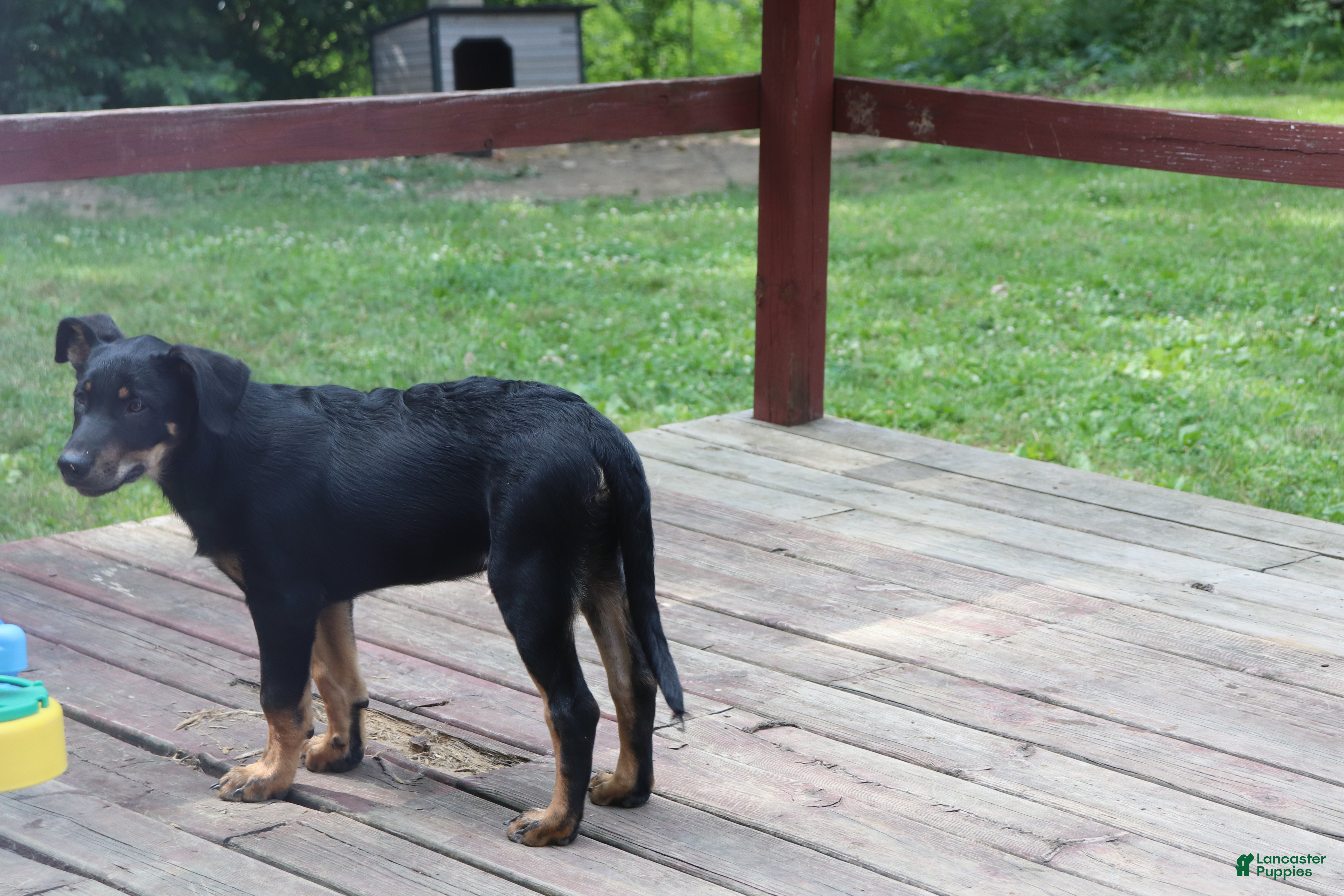 Other breed dogs Brownie - Ad 2
