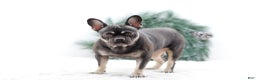 French Bulldog dogs for sale: Dora - Ad 6