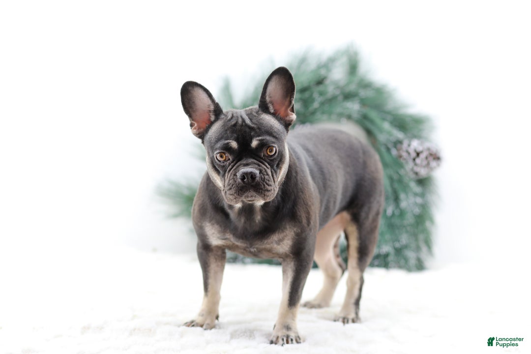 French Bulldog dogs for sale: Dora - Ad 6