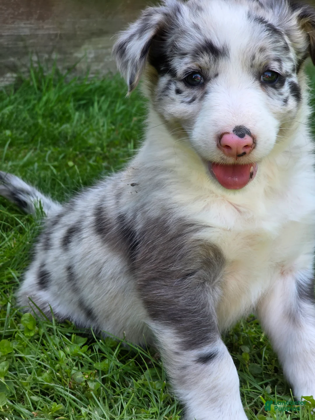 Border Collie dogs for sale: Hazel - Ad 2