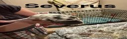 Great Dane dogs for sale: Great Dane 3 - Ad 1