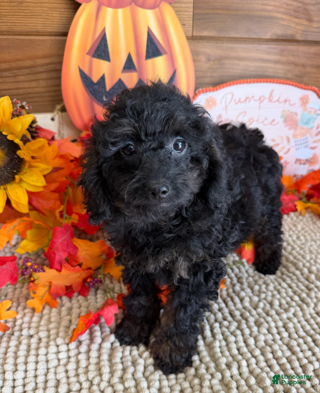 Cockapoo dogs for sale: Bonnie - Ad 1