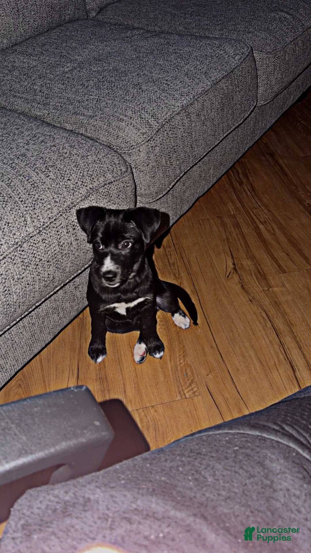 Mixed Breed dogs for sale: Lily  - Ad 4