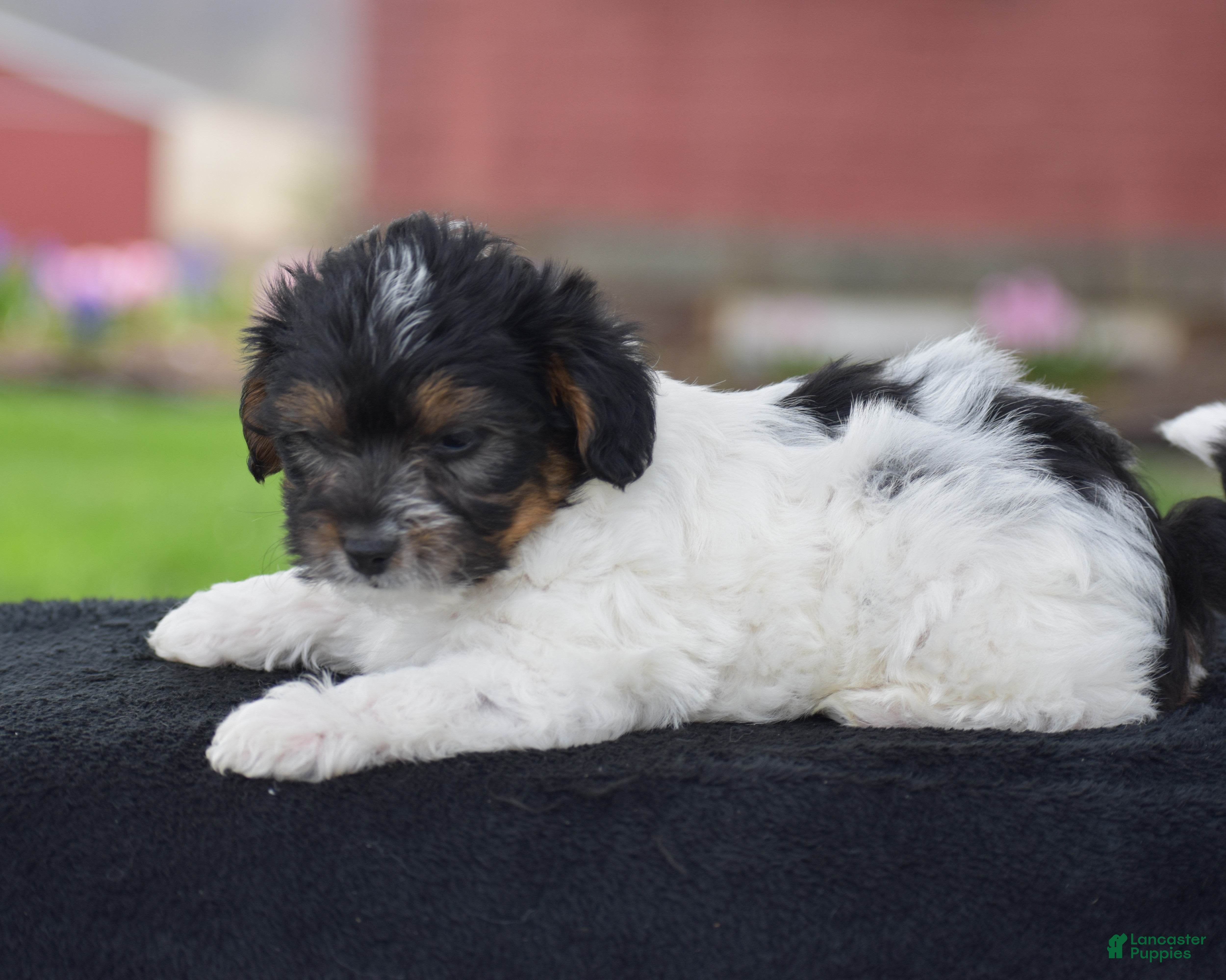 Yorkiepoo dogs Vicki - Ad 1