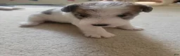Wire Fox Terrier dogs for sale: Wire Fox Terrier 1 - Ad 1