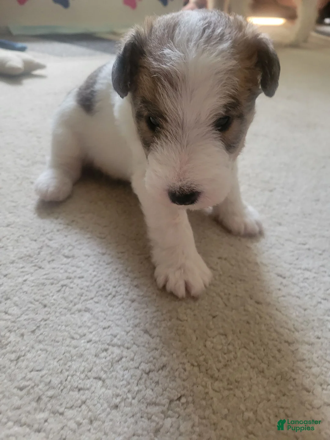 Wire Fox Terrier dogs for sale: Wire Fox Terrier 1 - Ad 1