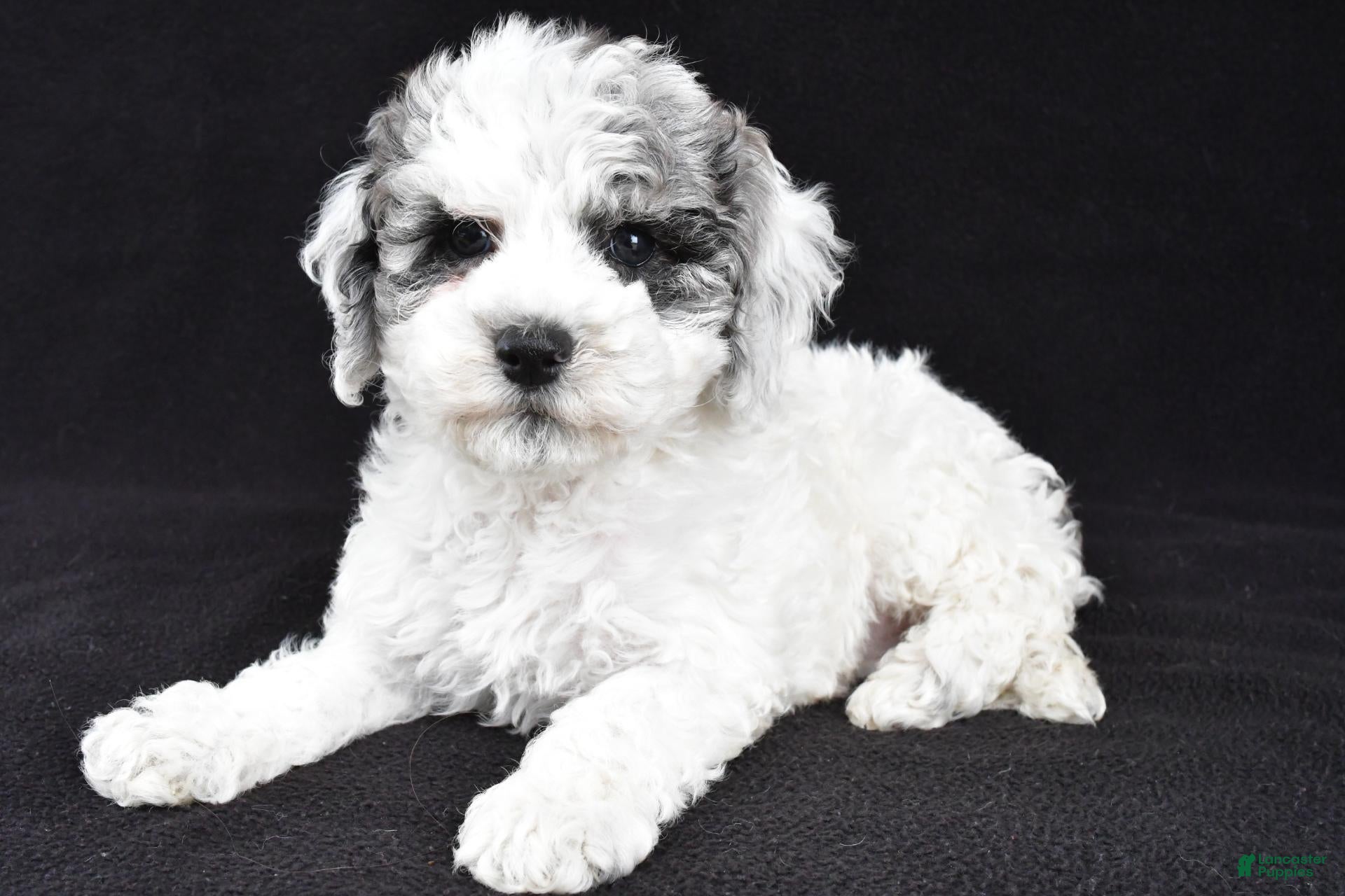 Cockapoo dogs for sale: Molly - Ad 1