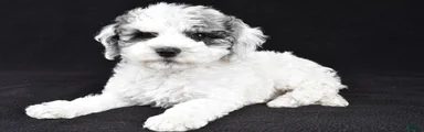 Molly