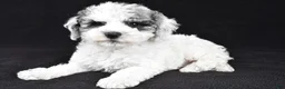 Cockapoo dogs for sale: Molly - Ad 1