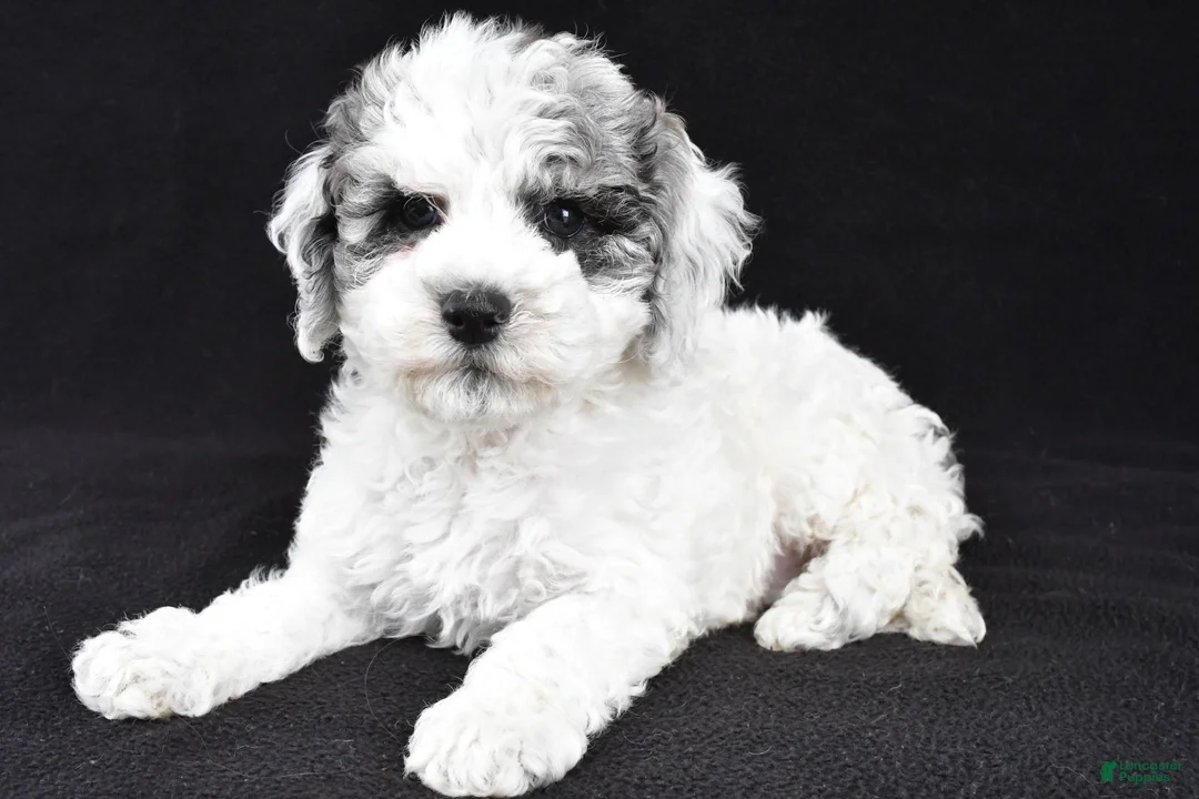 Cockapoo dogs for sale: Molly - Ad 1