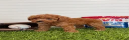 Cavapoo dogs for sale: Wrigley - Ad 4