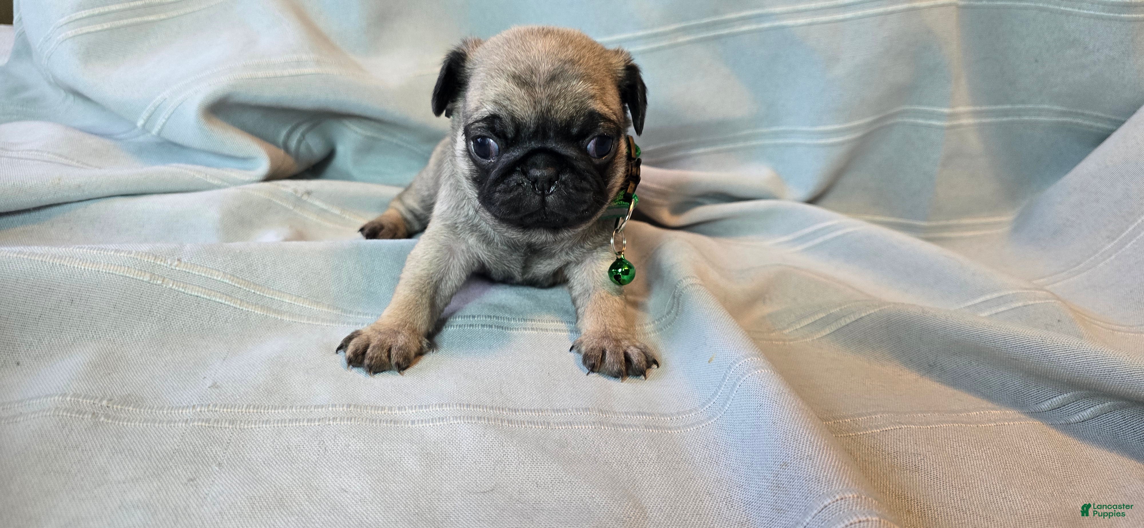 Pug dogs Francine - Ad 31
