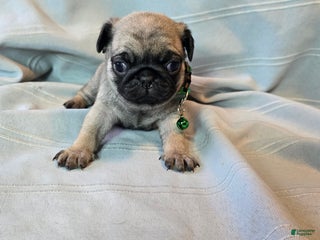 Pug dogs Francine - Ad 39