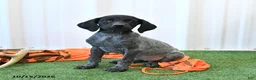German Shorthaired Pointer dogs for sale: Lassie - Ad 2
