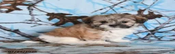 Shih Tzu dogs for sale: Crackle - Ad 5