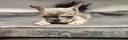 French Bulldog dogs for sale: Ashton - Ad 3