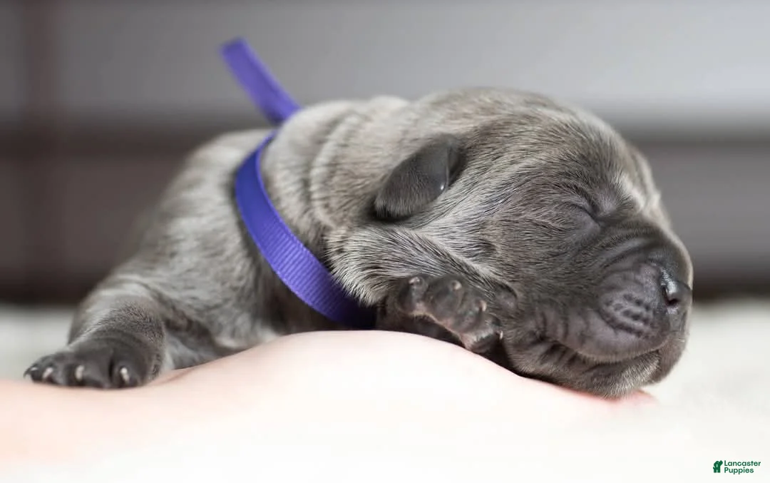 Cane Corso dogs for sale: Titan Bones Goliath The Bone Crusher - Ad 5