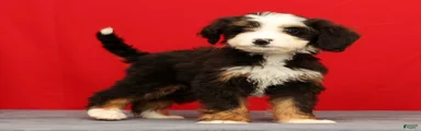 Stella