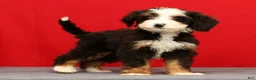 Mini Bernedoodle dogs for sale: Stella - Ad 1