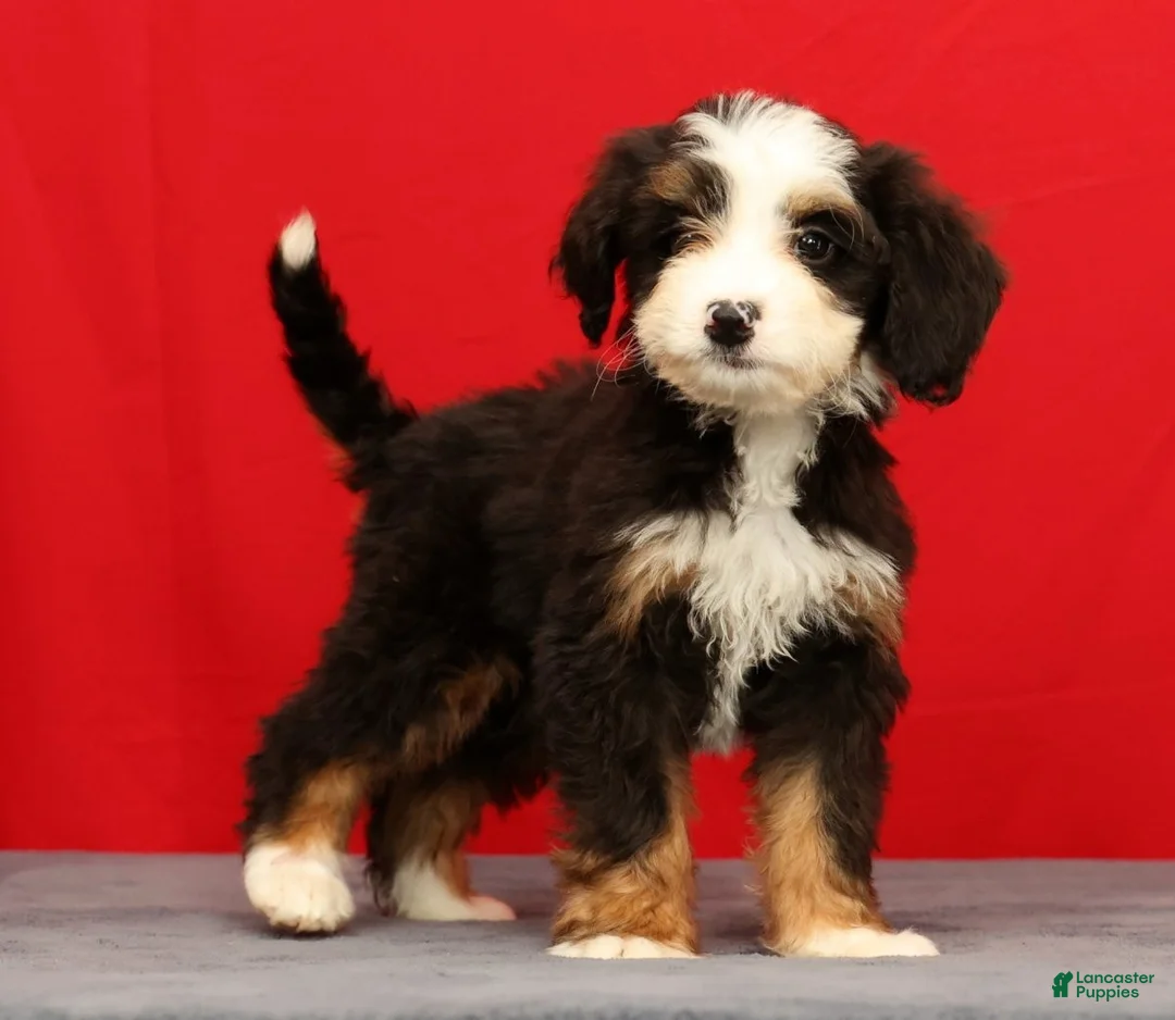 Mini Bernedoodle dogs for sale: Stella - Ad 1