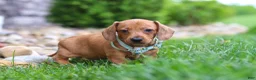 Miniature Dachshund dogs for sale: Ace - Ad 6