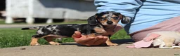 Miniature Dachshund dogs for sale: Barney - Ad 5