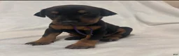 Doberman Pinscher dogs for sale: Doberman Pinscher Puppy 2 - Ad 5
